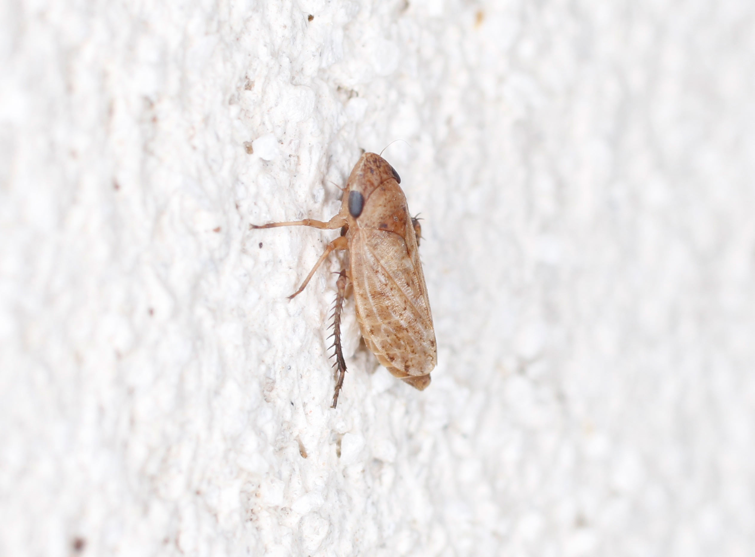 Cicadellidae: Anoscopus sp., femmina  (cfr.)